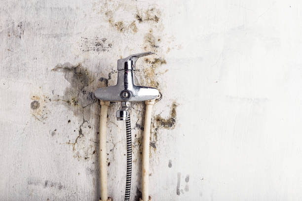 Professional Mold Removal in Echelon, NJ