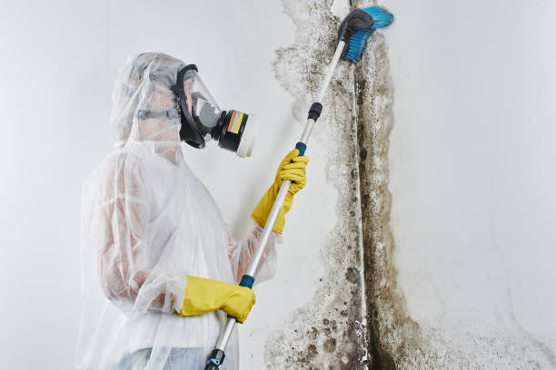 Best Mold Damage Repair  in Echelon, NJ