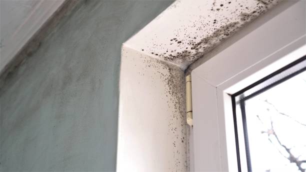 Best Mold Cleaning Services  in Echelon, NJ