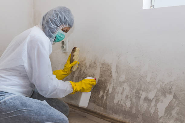 Best Commercial Mold Removal  in Echelon, NJ