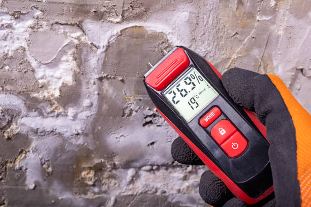 Best Mold Removal Near Me  in Echelon, NJ