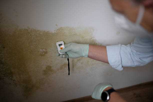 Best Local Mold Removal Service  in Echelon, NJ
