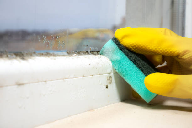 Best Residential Mold Removal  in Echelon, NJ