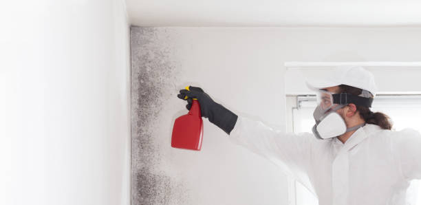 Attic Mold Removal in Echelon, NJ