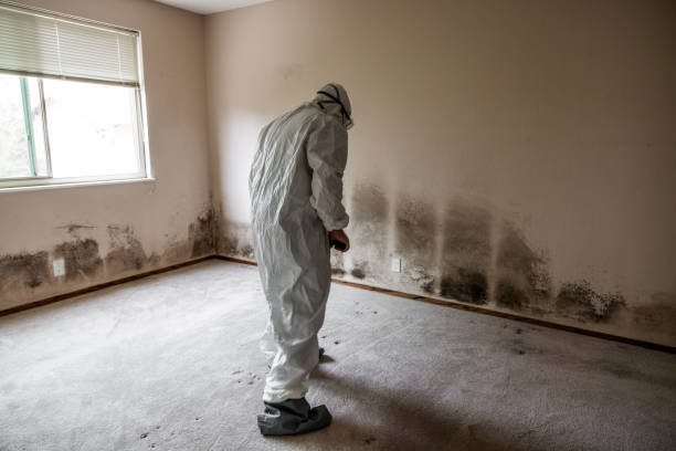 Best Crawl Space Mold Removal  in Echelon, NJ