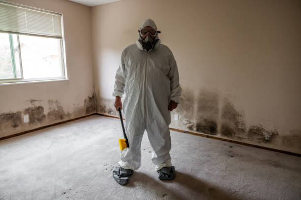 Best Same-Day Mold Removal  in Echelon, NJ