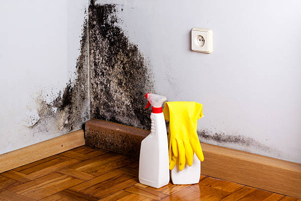 Best Crawl Space Mold Removal  in Echelon, NJ