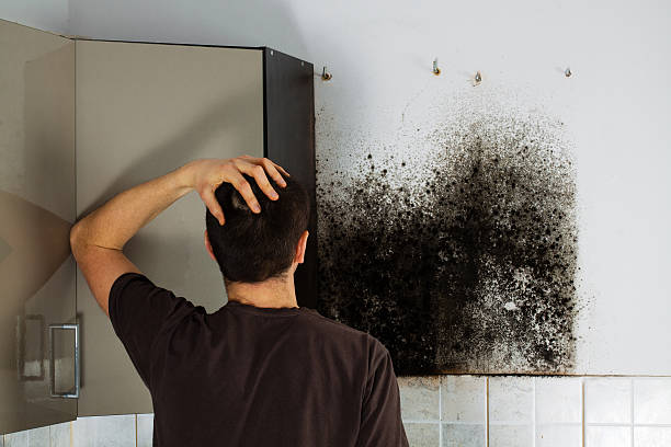 Best Mold Remediation  in Echelon, NJ