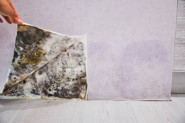 Best Mold Cleaning Services  in Echelon, NJ